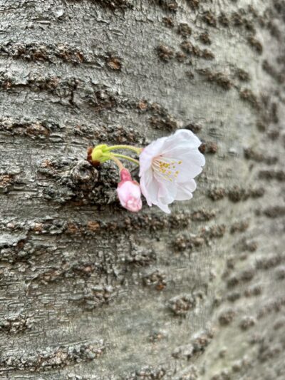 桜の季節。 | プライベート